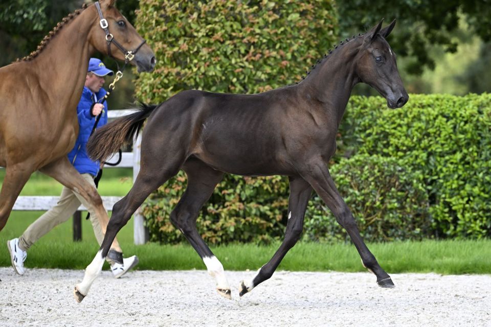 Dominator 2000 Z offspring leave their mark!